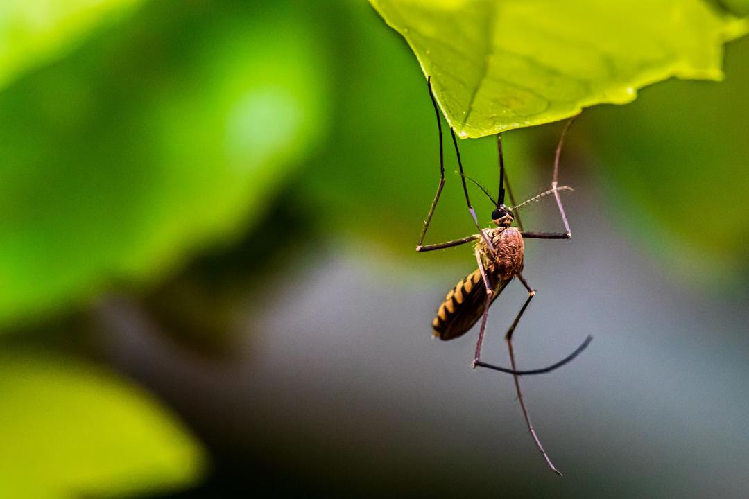 1K Dead in Bangladesh's Worst Dengue Outbreak on Record