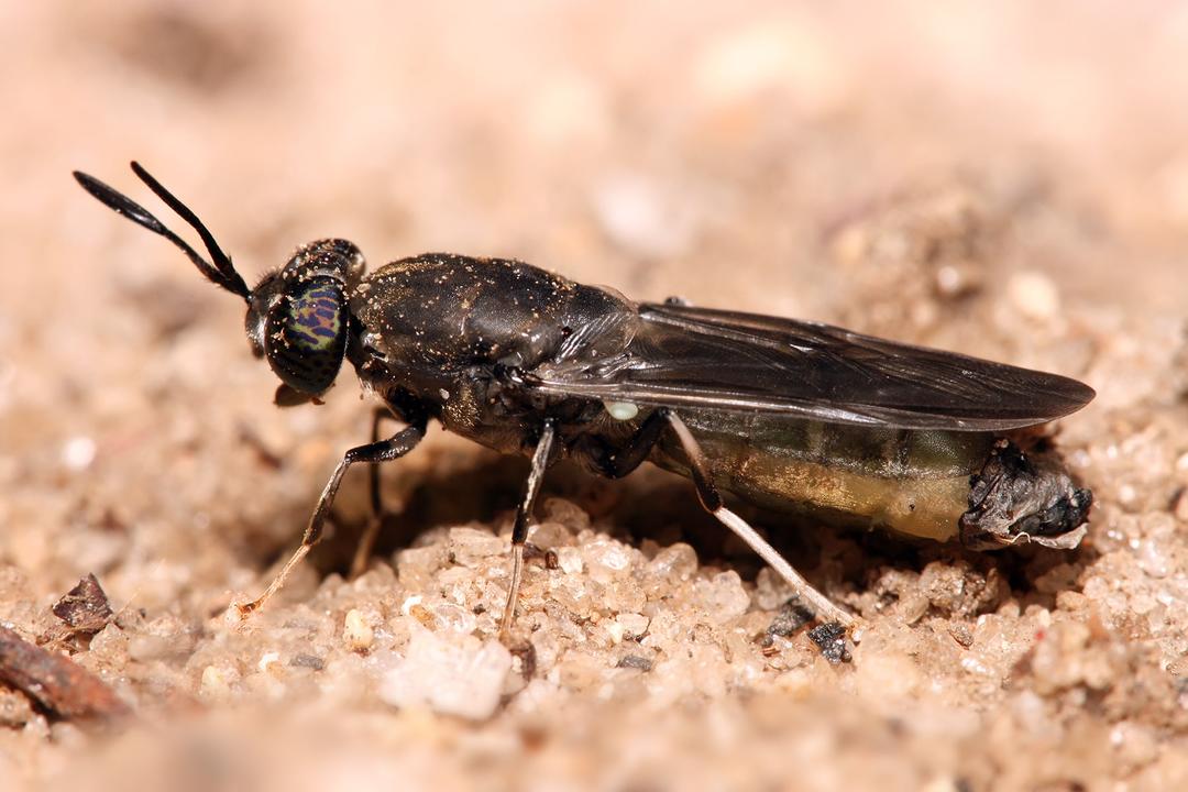 Scientists Turn Fly Carcasses Into Biodegradable Plastic