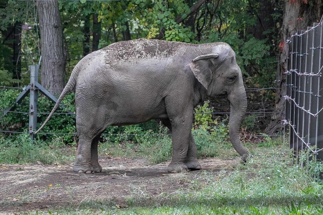 NY Court: An Elephant Isn't a Person