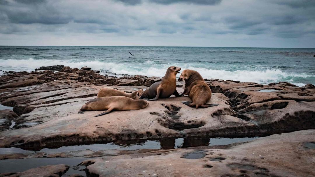 Toxic Algae Kills Hundreds of Animals on California Coast