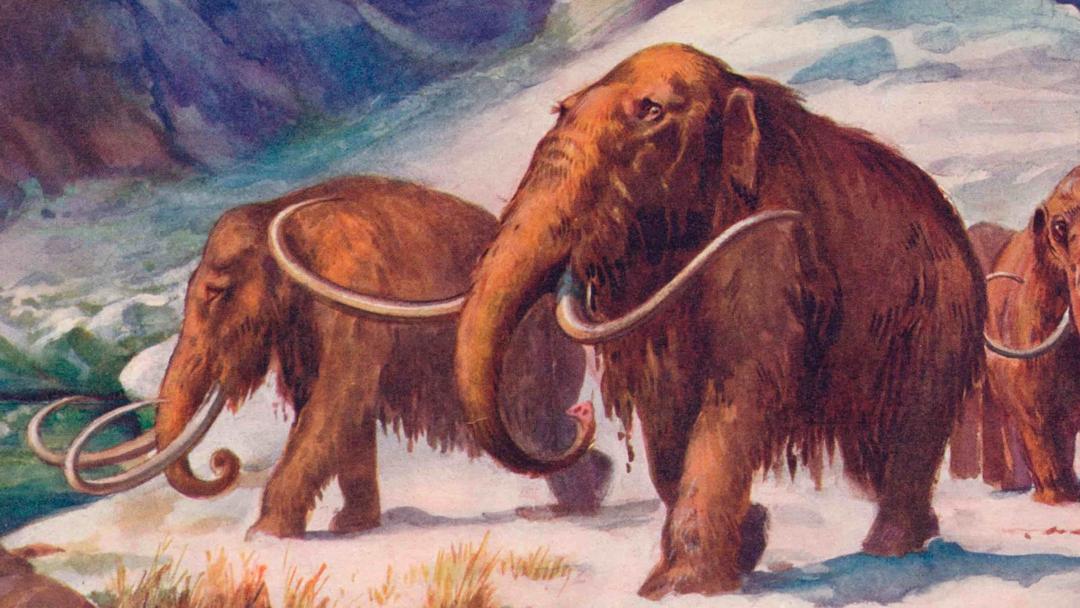 Scientists Reconstruct Wooly Mammoth's Genetic Code