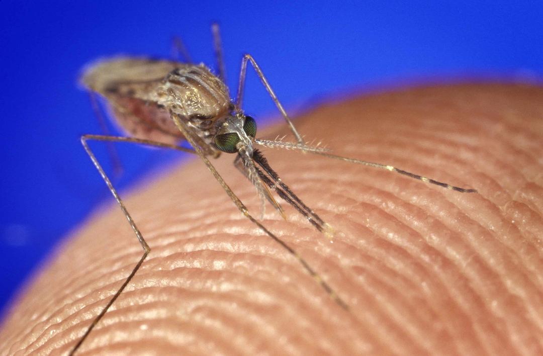 Malaria Vaccine Debuts in Africa