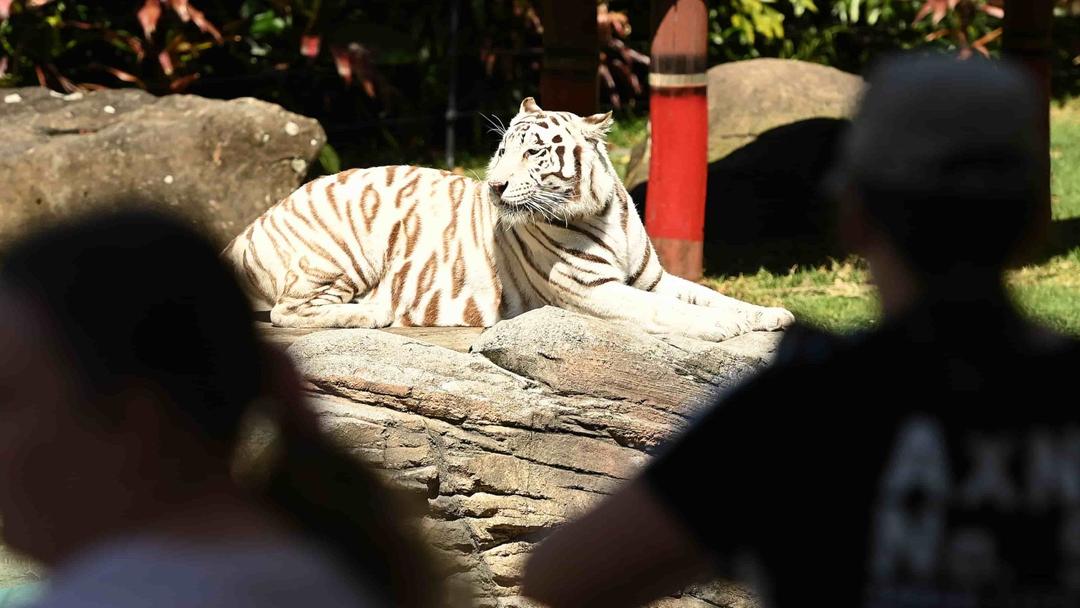 Australia: Tiger Mauls Handler at Dreamworld Theme Park