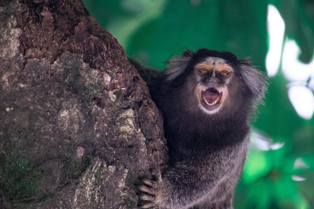 Study: Marmosets Call Each Other by Names