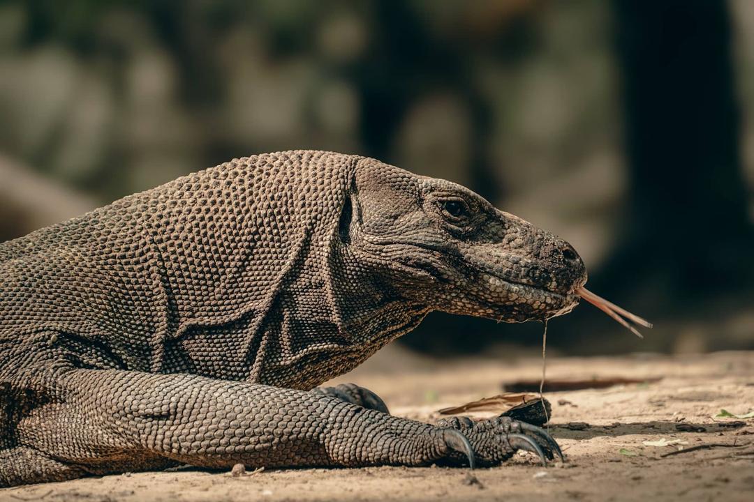 Study: Komodo Dragons Have Iron-Tipped Teeth