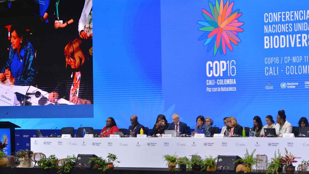UN COP16 Biodiversity Summit Begins in Colombia