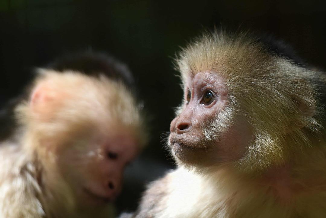 40 Monkeys Escape Facility in South Carolina