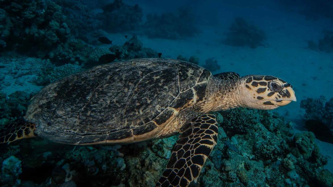 Philippines: 3 Dead, Dozens Sick After Eating Sea Turtle Stew