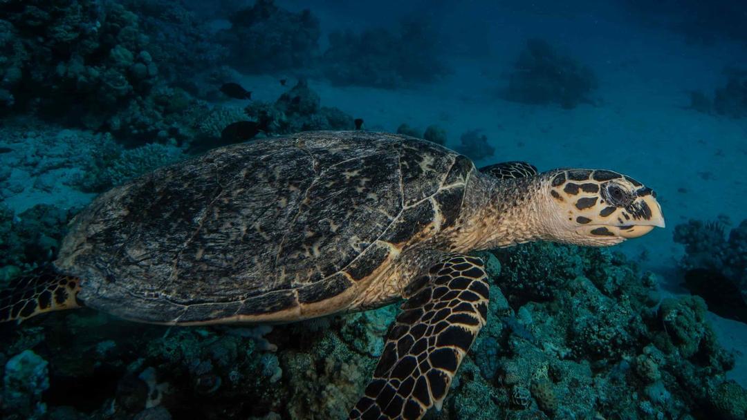 Philippines: 3 Dead, Dozens Sick After Eating Sea Turtle Stew