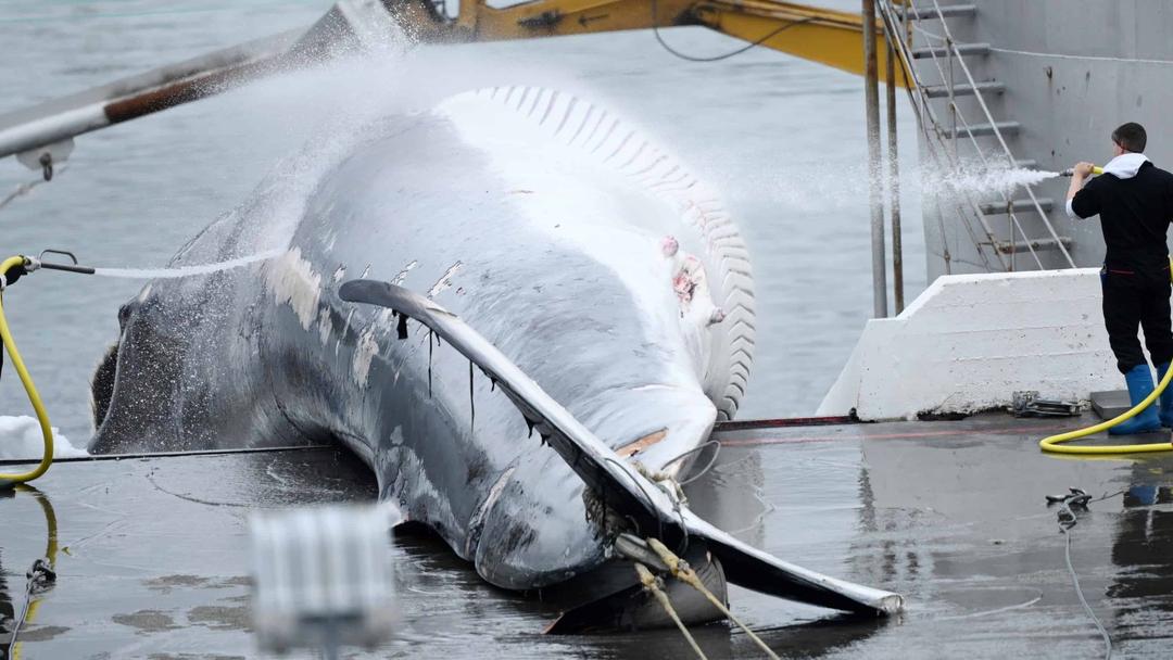 Iceland Issues Five-Year Whale Hunting Permits