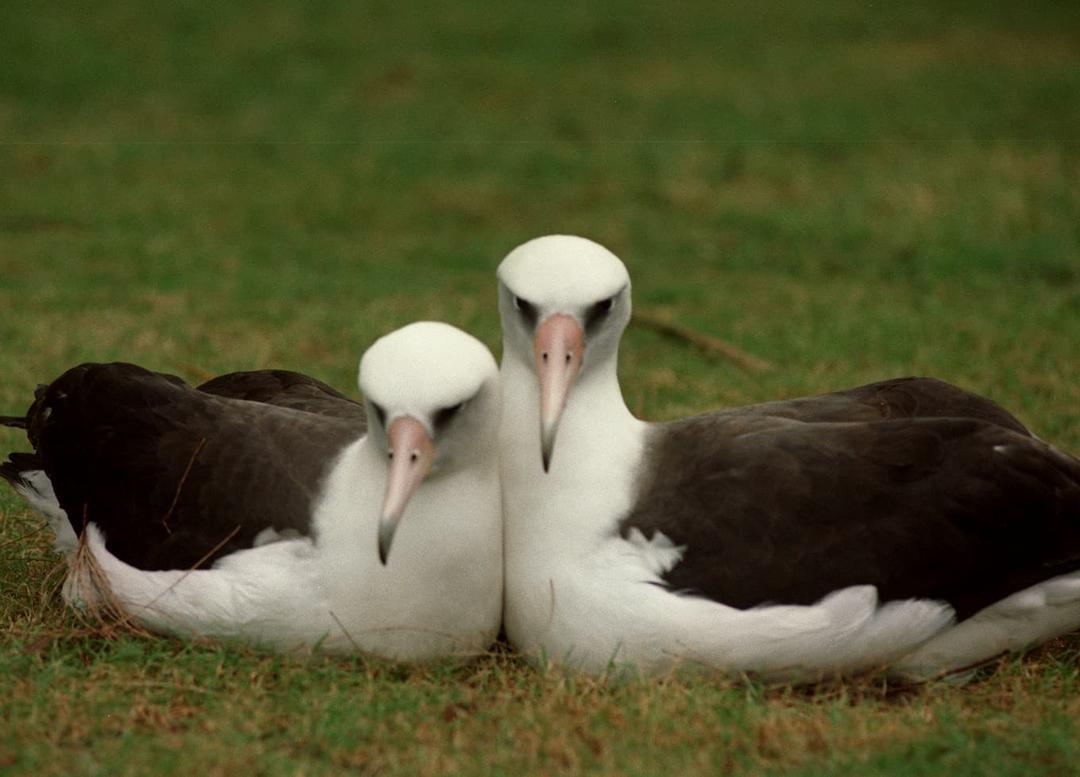 World's Oldest Wild Bird Lays Egg at 74