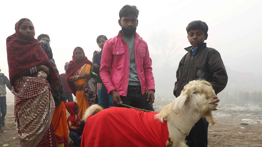 Nepal's Gadhimai Festival Sparks Clash Over Animal Sacrifice