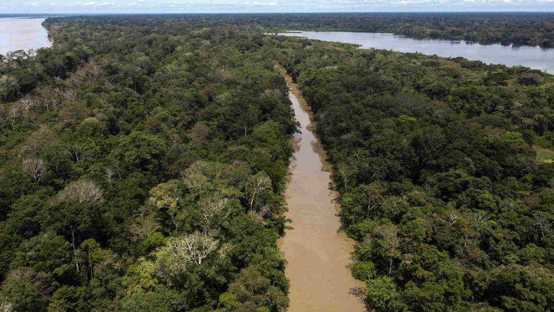 Aquatic Mouse Among 27 New Species Found in Peru