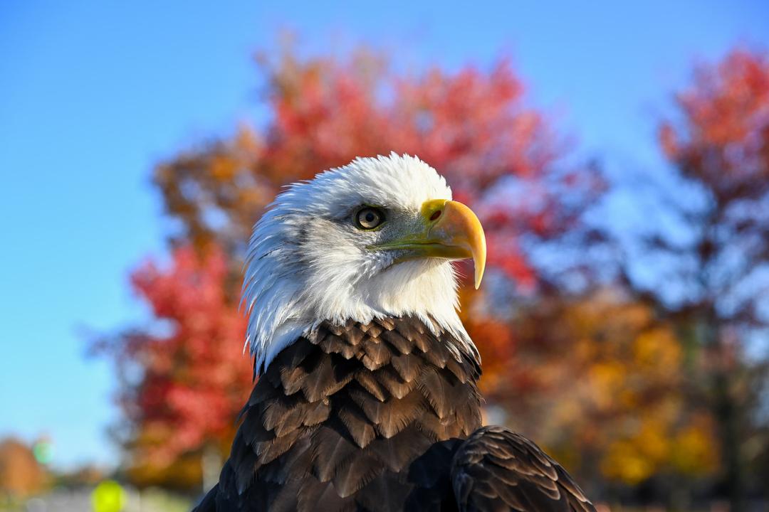 Biden Signs Law Making Bald Eagle Official US National Bird