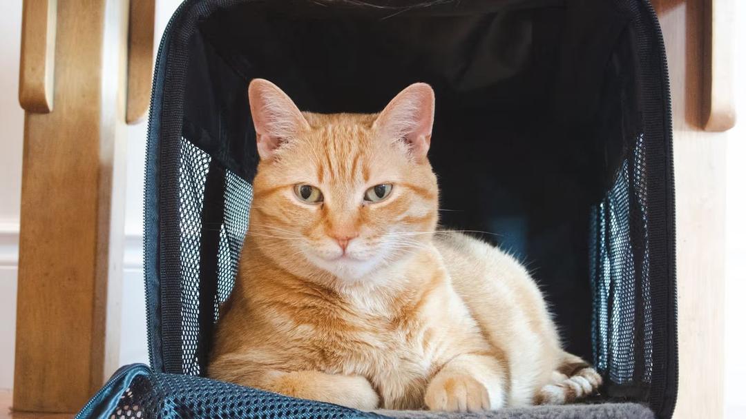 Researchers Identify Gene Mutation Behind Orange Fur in Cats