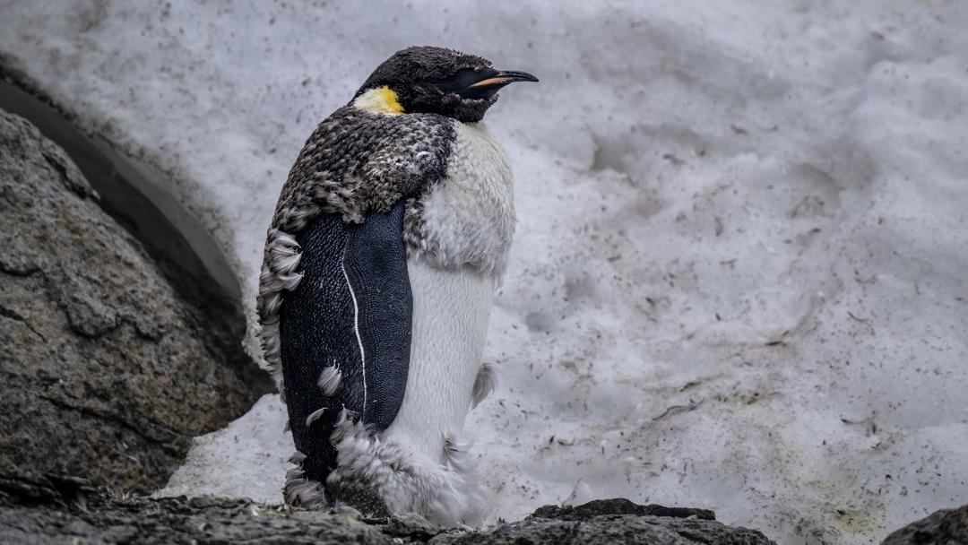 Study: Emperor Penguin Populations Drop 22% in Antarctica