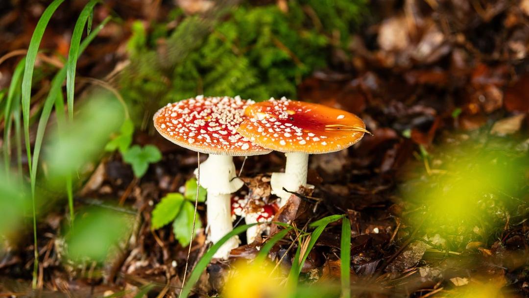Study: Deadly Fungus May Spread to Europe Due to Climate Change