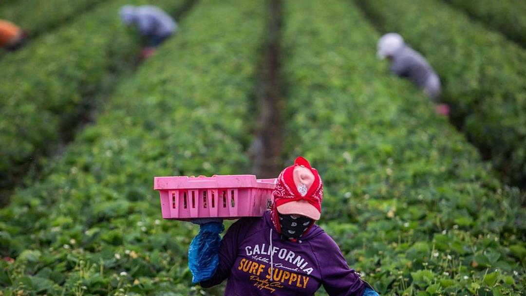 Trump Administration Reverses Immigration Raid Pause at Farms, Hotels