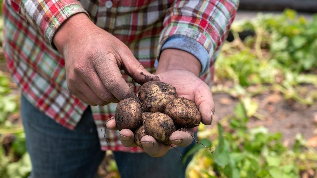Study: Potato Evolved from Ancient Tomato Hybrid 9 Million Years Ago