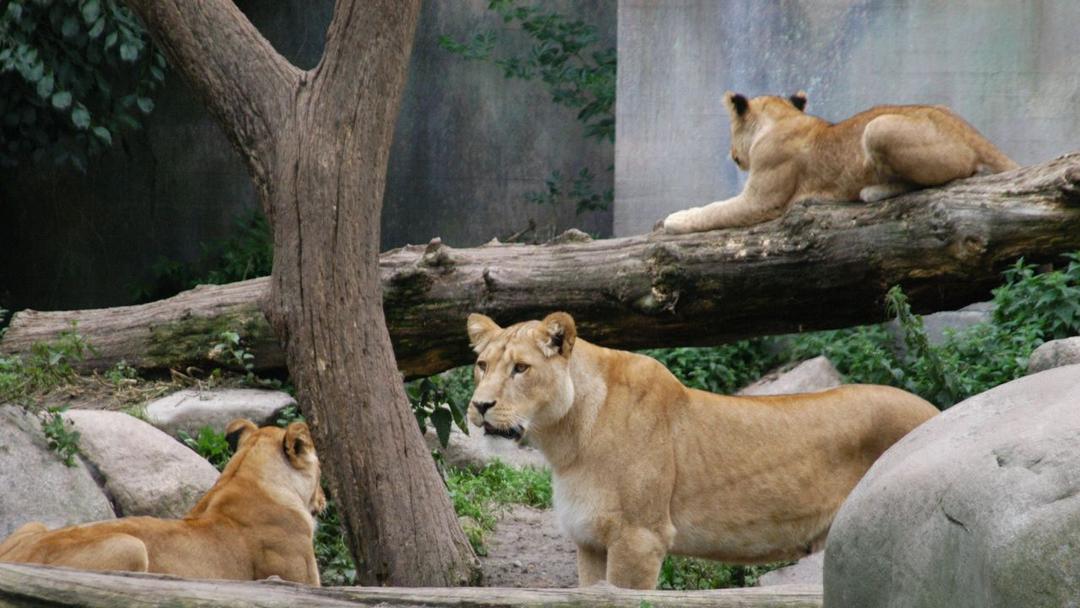 Danish Zoo Seeks Pet Donations to Feed Predators