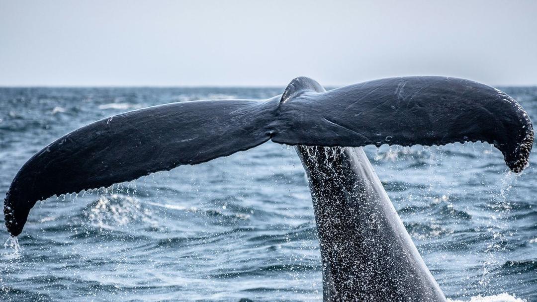 Humpback Whale Briefly Swallows Kayaker Off Chile Coast
