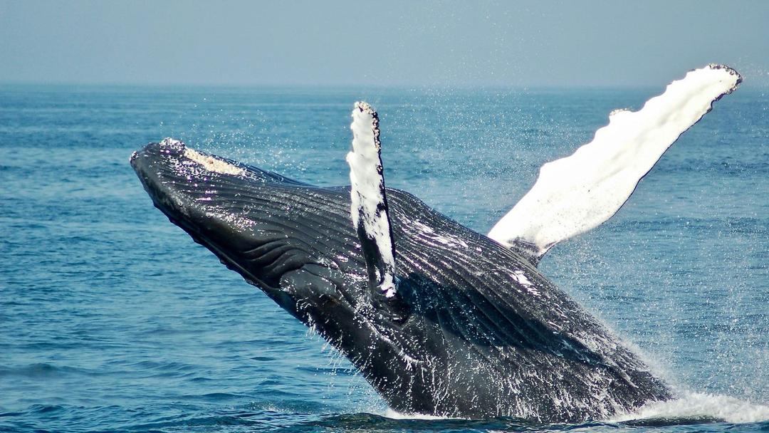 Study: Whale Songs Share Language Patterns with Humans