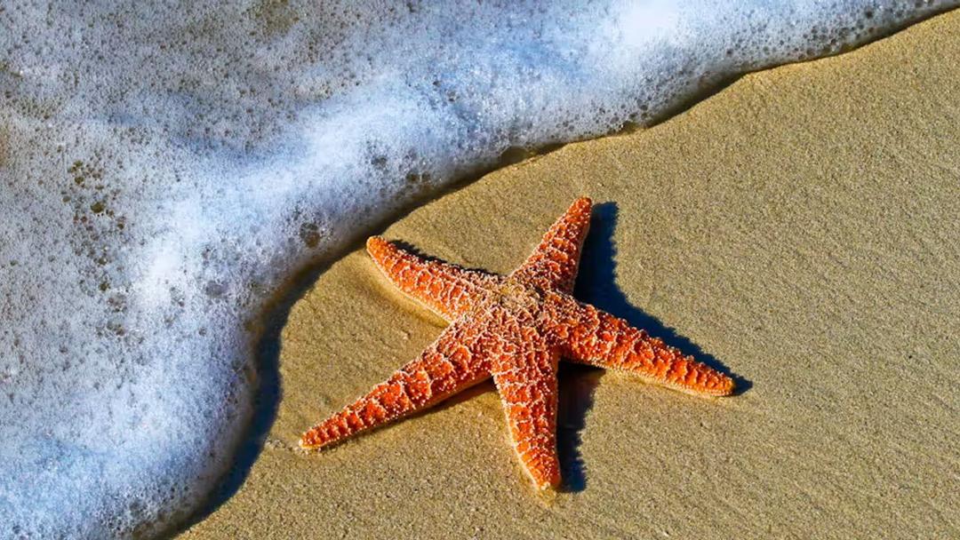 Scientists Identify Bacteria Behind Pacific Sea Star Die-Off