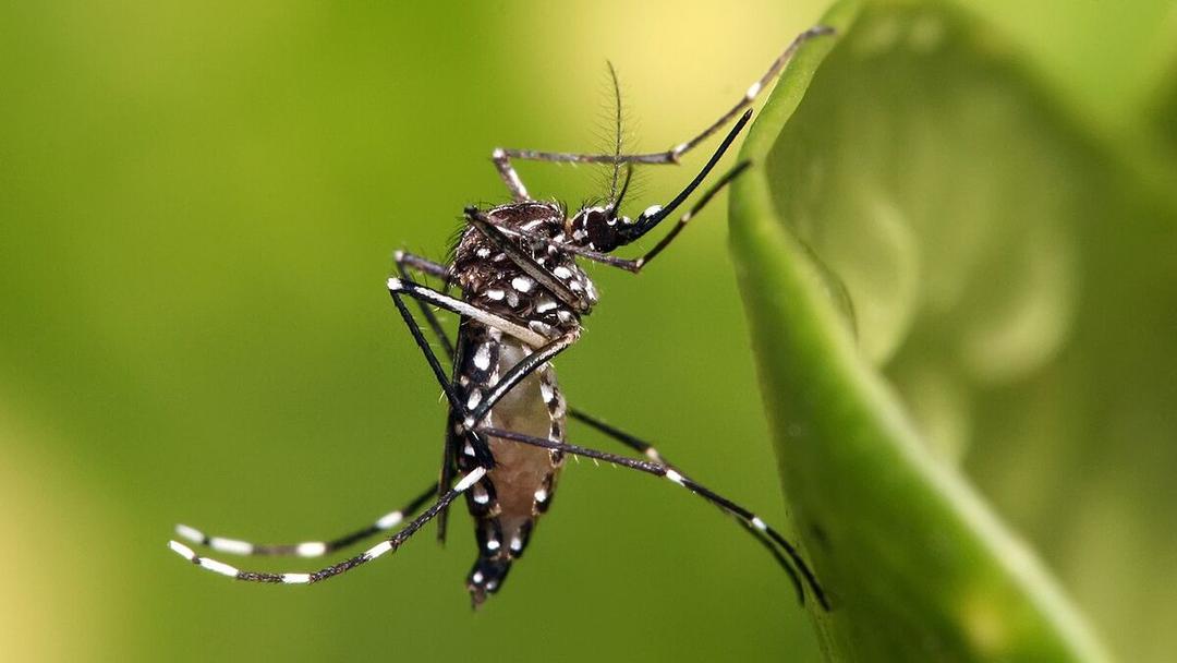 China Battles Chikungunya Outbreak With Elephant Mosquitoes