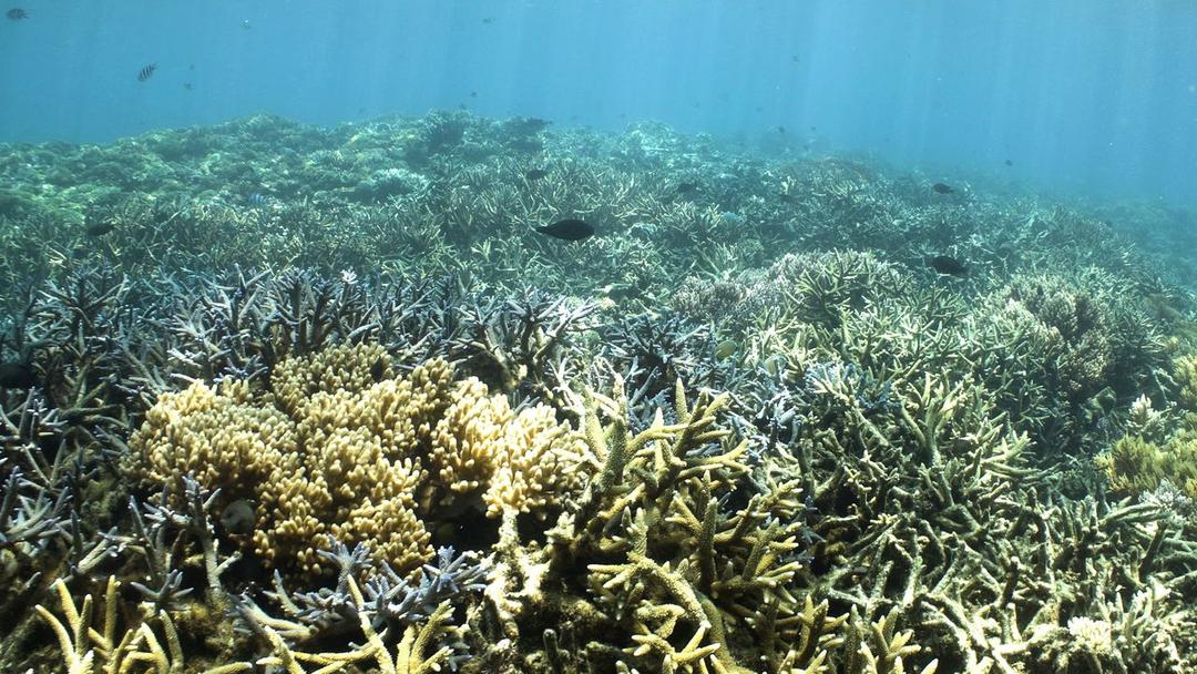 Western Australia Coral Reefs Record Worst Bleaching