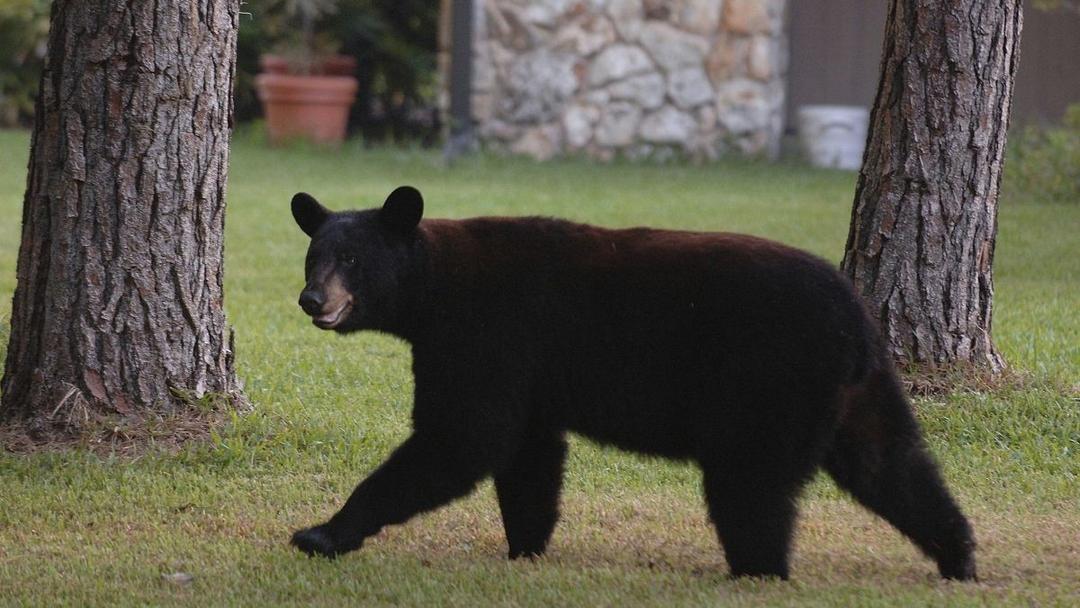 Florida Approves First Black Bear Hunt in a Decade
