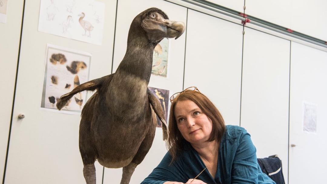 Scientists Achieve Breakthrough in Dodo De-Extinction Project