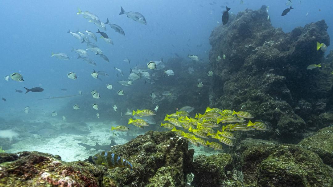 Global Treaty Protecting World's Oceans Enters into Force