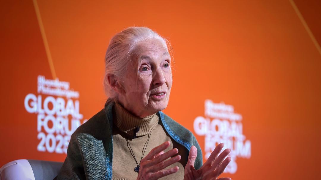 British Primatologist Jane Goodall Dies at 91