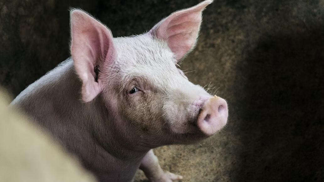 Surgeons Perform World's First Pig-to-Human Liver Transplant