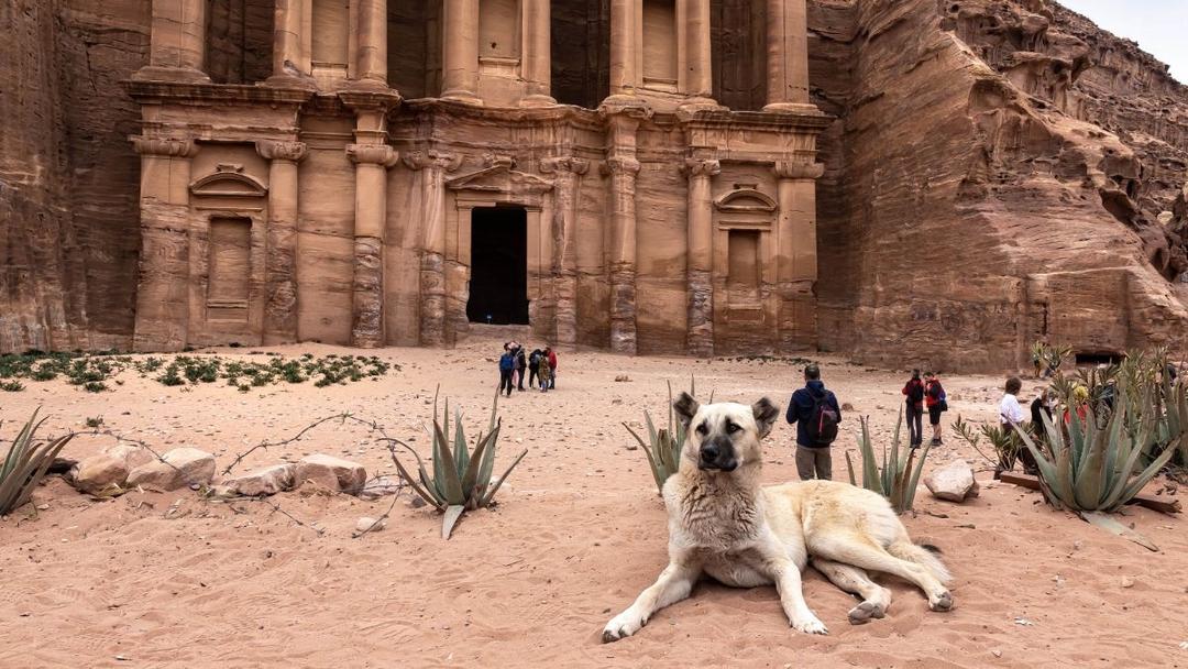 Study: Dog Breeds Emerged 11K Years Ago