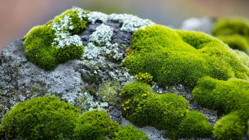 Study: Moss Spores Survive 9 Months in Space